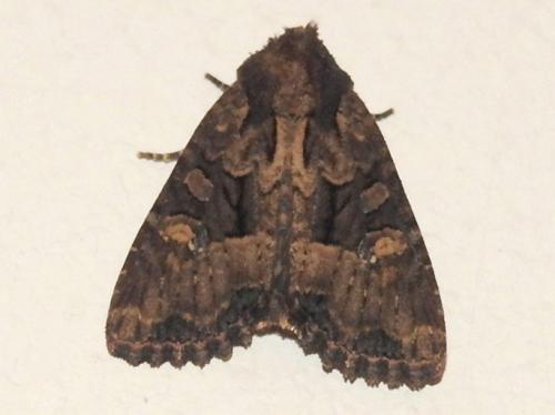 Réf. 204 026 : Mesapamea sp.